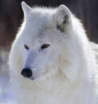 arctic-wolves6sm.jpg