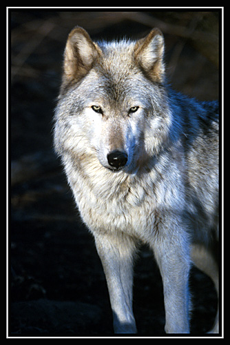 wolfwhite1.jpg